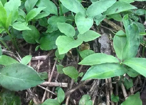 植物排行|块茎类植物有哪些