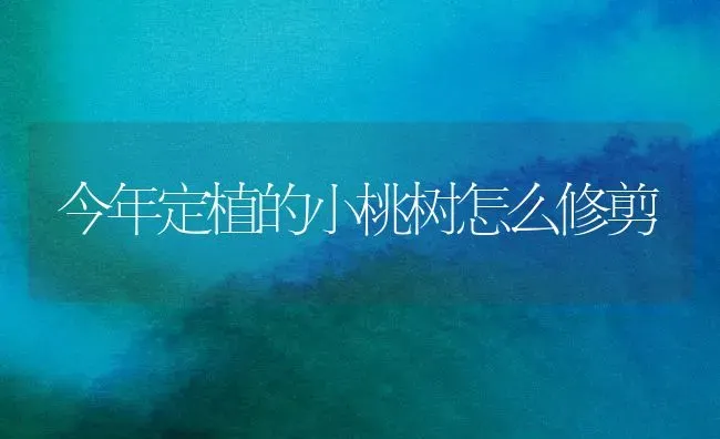 今年定植的小桃树怎么修剪 | 瓜果种植