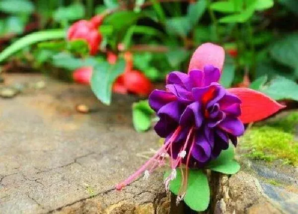 养殖方法|四季海棠怎么养家庭养法