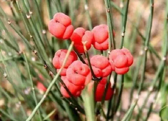 植物百科|麻黄草生长在什么地方