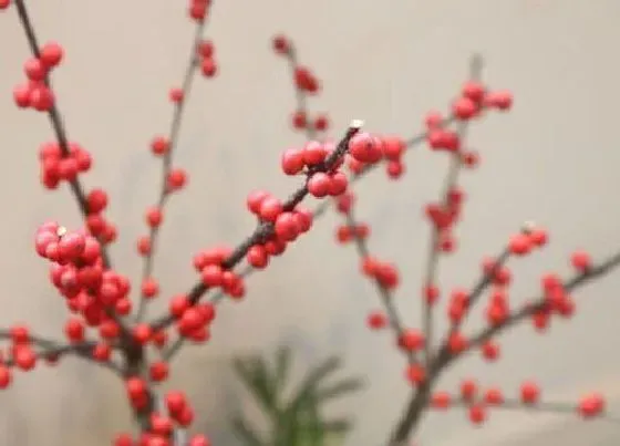 植物百科|刺冬青又叫什么树