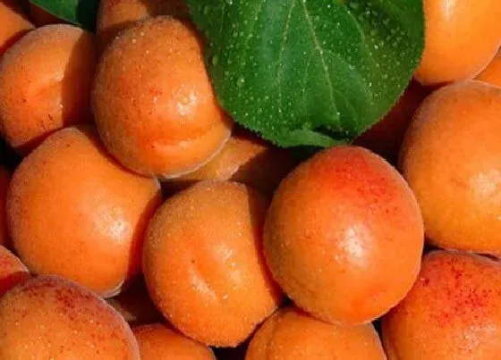 果实成熟|杏子几月份成熟采摘 成熟的季节是几月