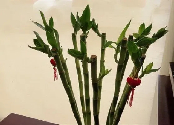 植物排行|家养水培植物有哪些