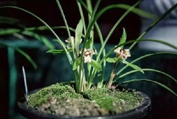 植物浇水|建兰怎么浇水方法 一次浇多少水合适