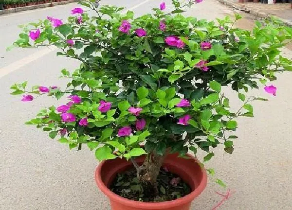 植物移栽|三角梅换盆时间和方法