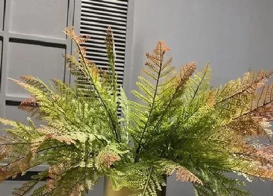 绿植|适合在家养的蕨类植物（哪些蕨类盆栽好看室内好养）