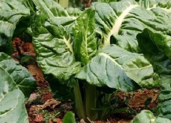 种植管理|甜菜什么时候种植最好