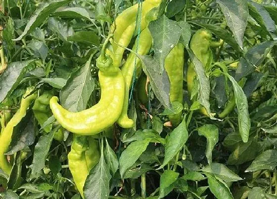 植物百科|辣椒是一年生还是多年生