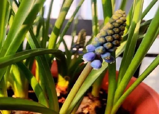种植方法|风信子怎么种植 栽种时间和方法