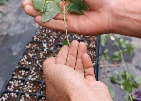 植物扦插|铁线莲几月份扦插最好