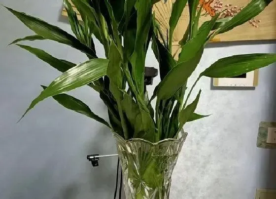 摆放常识|饭店门口适合放什么植物