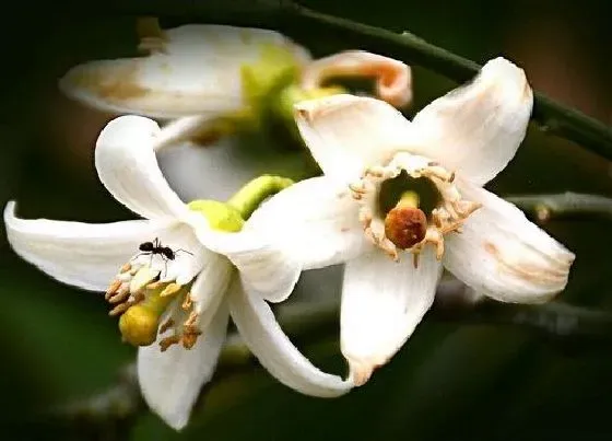 花期|橘子的花期是什么时候