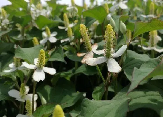 植物百科|鱼腥草在农村叫什么名字