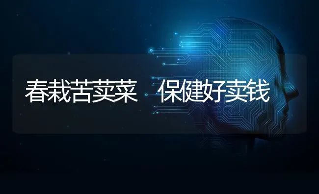 春栽苦荬菜　保健好卖钱 | 蔬菜种植