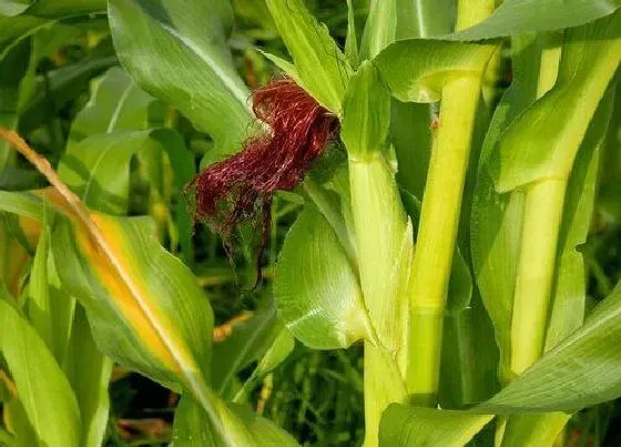 种植管理|山东春玉米几月份种植最好 什么时候种合适