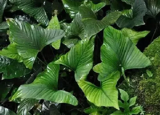 冬天植物|水榕耐寒吗