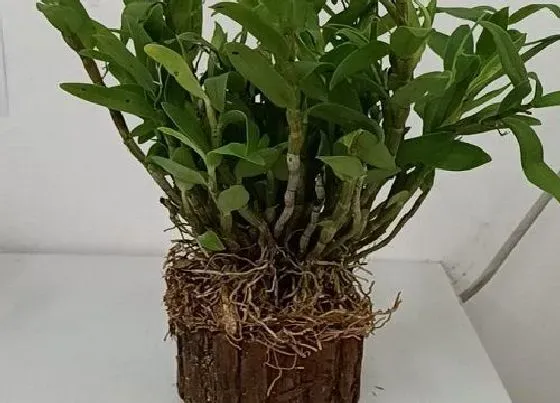 植物泡水|铁皮石斛可以泡水喝吗