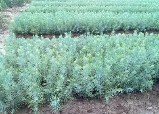 种植管理|松树耐旱吗