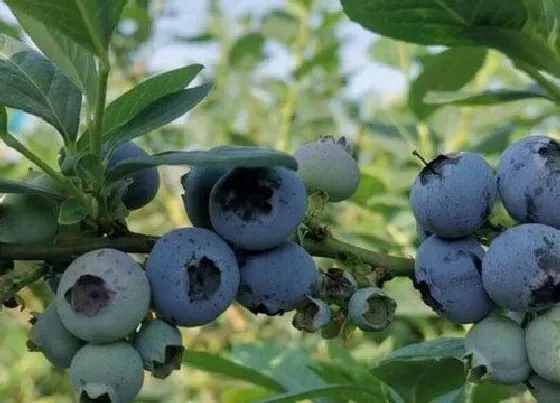 种植管理|湖南可以种蓝莓吗