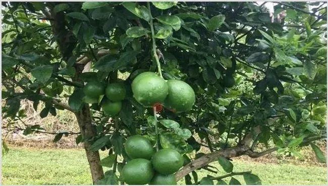 夏威夷果的种植技术介绍 | 农业技术