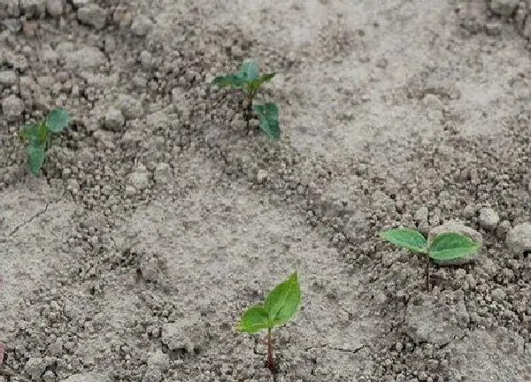 植物发芽|柿子怎么发芽快