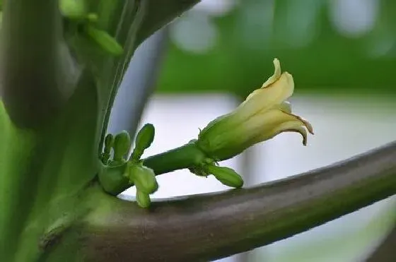 果实科普|木瓜几月开花结果 什么时候开花结果