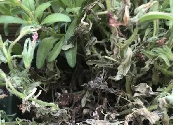 植物浇水|长寿花水浇多了怎么办 浇水过多补救方法