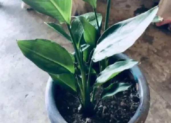植物换土|鹤望兰换土时间和方法