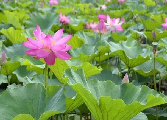 植物产地|荷花原产地在哪里