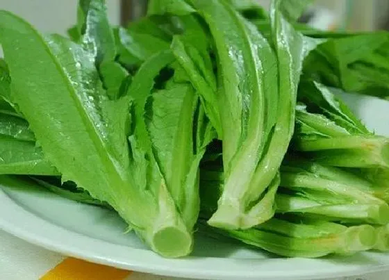植物百科|油麦菜是油菜吗