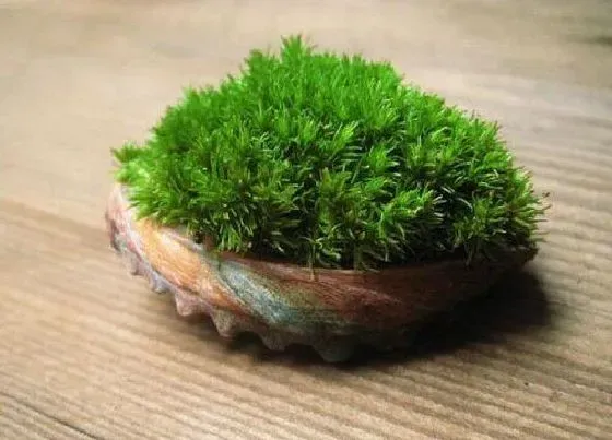 植物百科|苔藓植物有没有根茎叶的分化（苔藓通常有什么的分化）