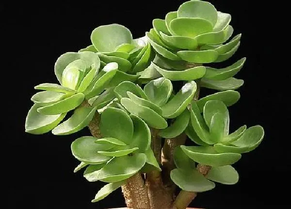 植物浇水|金钱木多长时间浇一次水