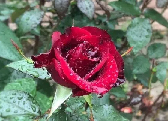 送花|领结婚证送什么花合适