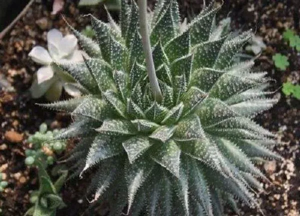 植物浇水|菠露几天浇一次水