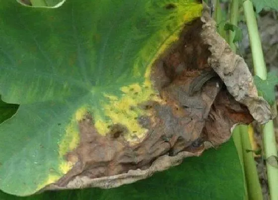 植物虫害|莲藕病虫害防治方法与技术措施