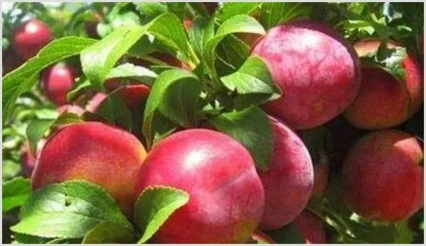 油桃是怎么培育出来的 | 种植资料