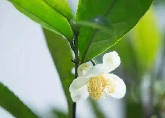 花期|茶树花期是什么时候