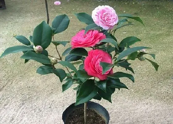 生长环境|茶花生长环境条件及特点