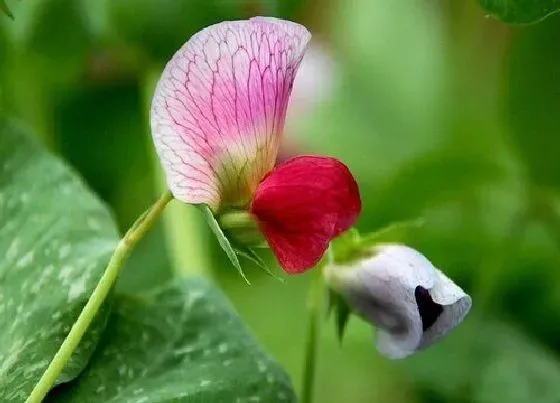 植物百科|爬藤花卉有哪些