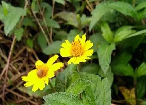植物种类|蟛蜞菊是水生植物吗