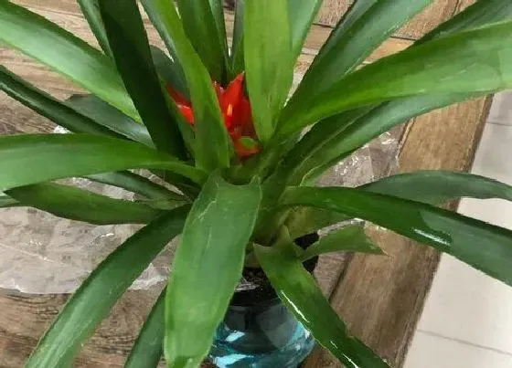 花期|凤梨花花期是什么时候