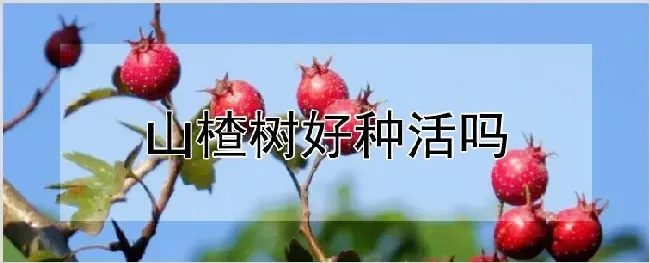 山楂树好种活吗 | 耕种资料