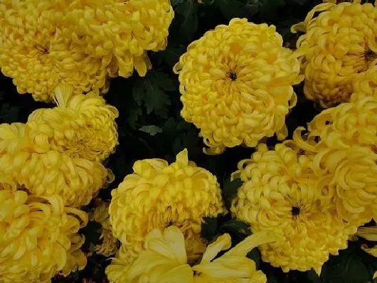 花卉百科|菊花怎么做干花 菊花做干花的制作方法与过程