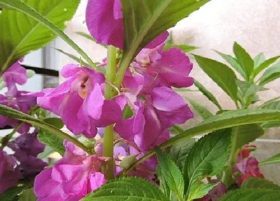 开花时间|凤仙花几月份开花 一年开几次花