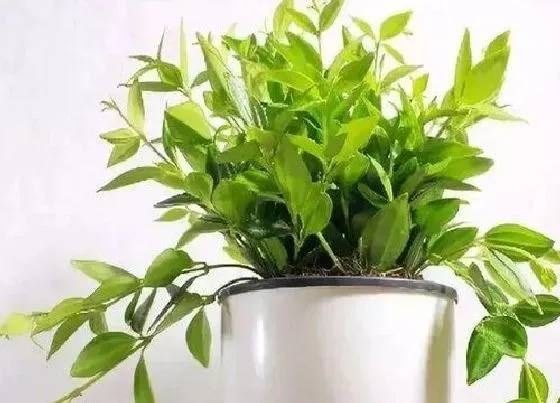 植物种类|翡翠钻石是爬藤植物吗