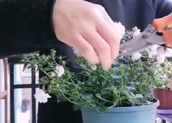 植物修剪|纹瓣悬铃花怎么修剪方法