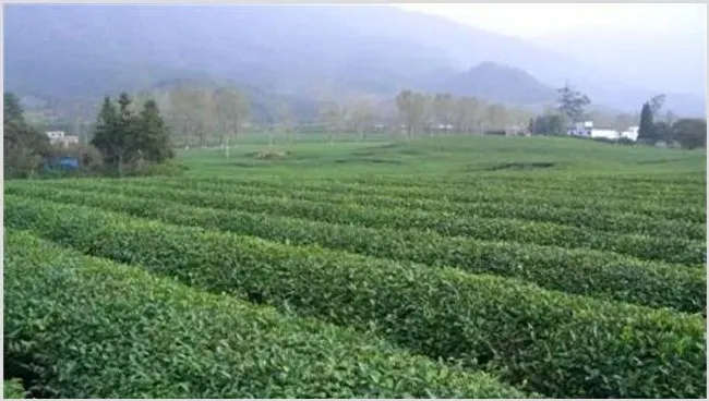 毛尖茶的种植管理要点 | 种植资料