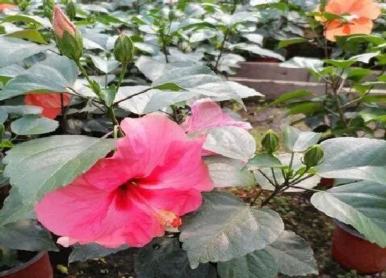 植物繁殖|扶桑花怎么繁殖方法和注意事项