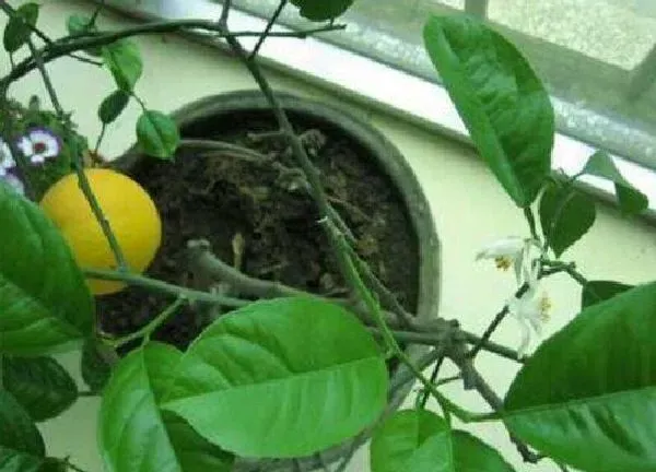 植物换土|盆栽柠檬怎么换土换盆