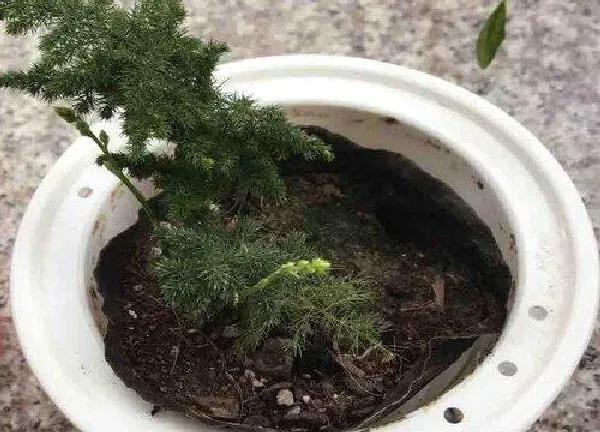 植物浇水|云竹几天浇一次水 春夏秋冬各不同